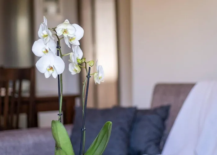 On The Sea فيلة *